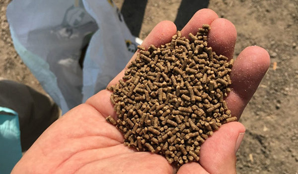 Make Your Own Fish Feed or Buy Fish Feed from Manufacturer Make Your Own Fish Feed or Buy Fish Feed from Manufacturer