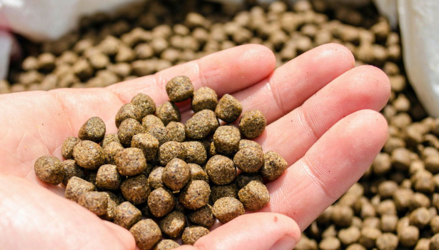 What are the Challenges of Fish Feed Production in Nigeria? What are the Challenges of Fish Feed Production in Nigeria?