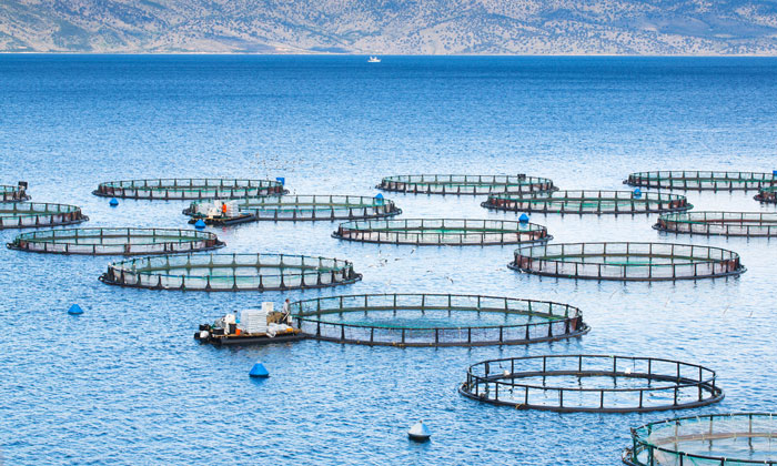 Pros and Cons of Aquaculture and Fish Farming – Fish Feed Pelletizer  Machine Price